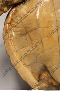 turtle skin 0004